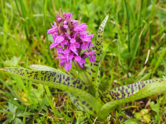 Knabenkraut Orchidee, Pflanze 